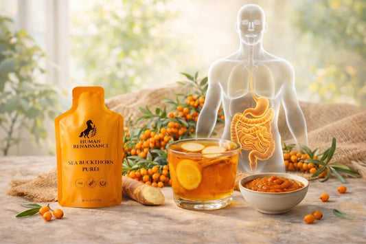 Human Renaissance wild-harvested sea buckthorn puree pouch next to a transparent anatomical overlay showing a healthy digestive system and gut barrier, featuring vitamin C rich berries and a ginger wellness tea.