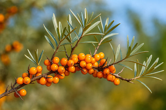 Fresh sea buckthorn berries growing on a branch with green leaves in natural sunlight
