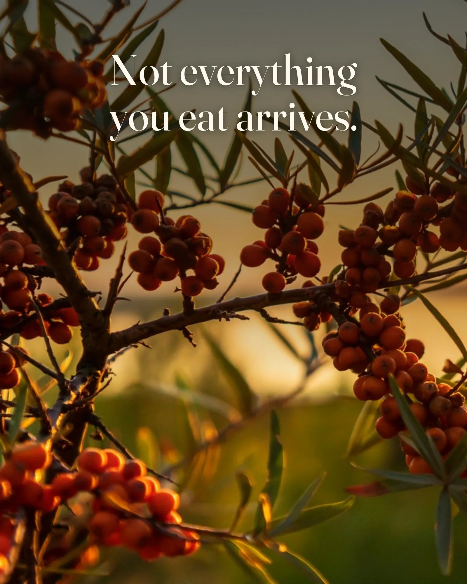 Sunset light through sea buckthorn branches illustrating how not everything you eat is absorbed by the body