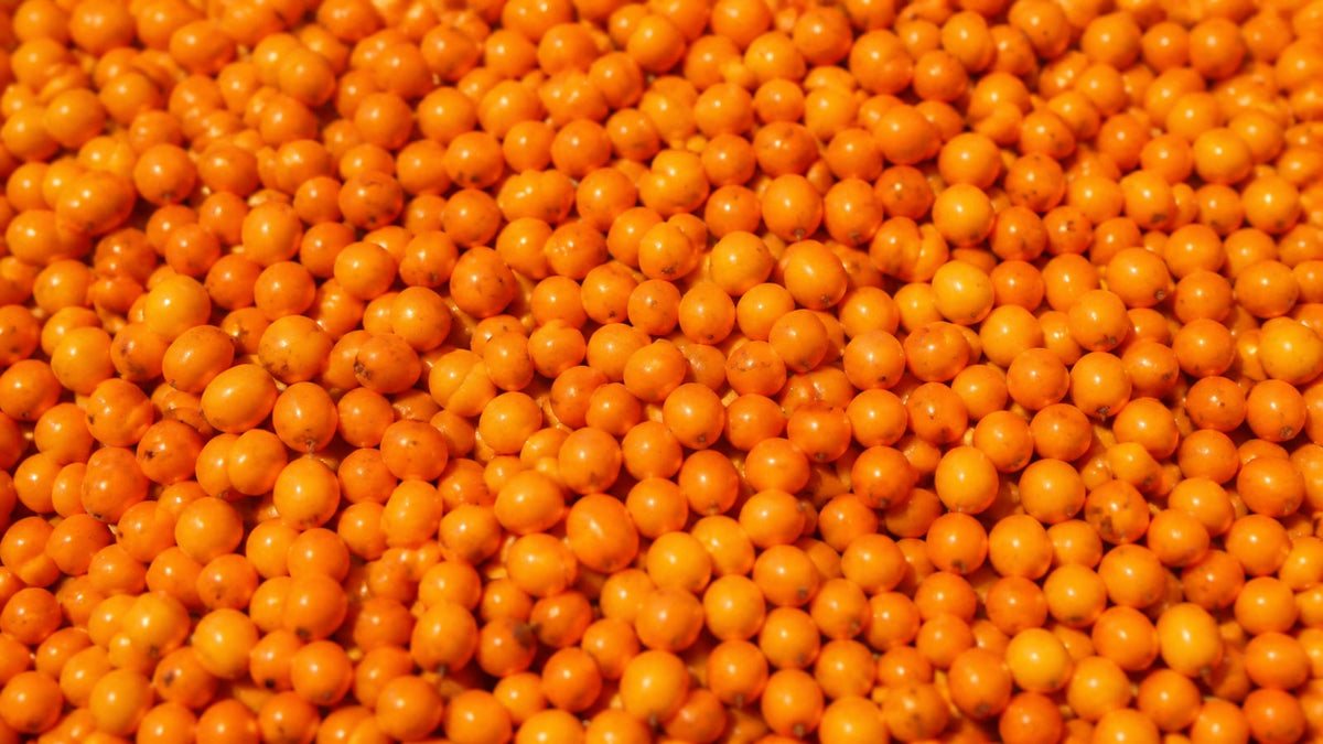 A dense mound of loose orange sea buckthorn berries filling the whole frame