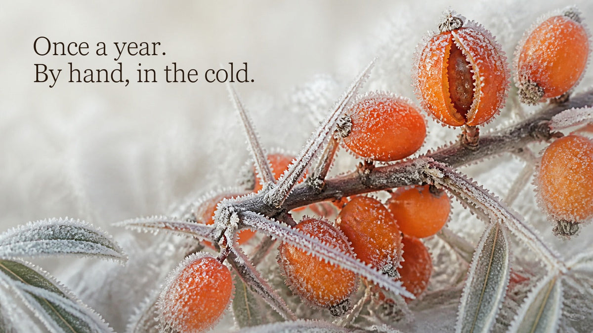 Frost crystals covering sea buckthorn berries still attached to a thorny branch