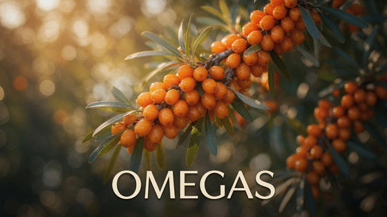 Sea buckthorn berries growing on a branch with the word “Omegas,” representing sea buckthorn’s naturally varied fatty-acid profile.