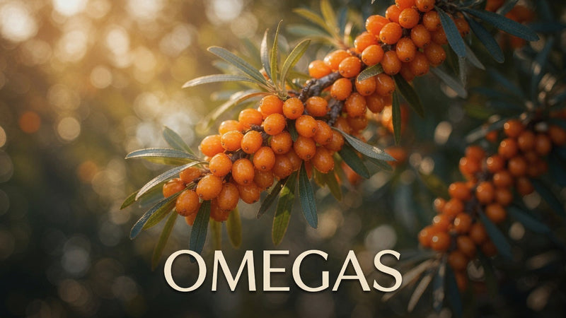 Sea buckthorn berries growing on a branch with the word “Omegas,” representing sea buckthorn’s naturally varied fatty-acid profile.