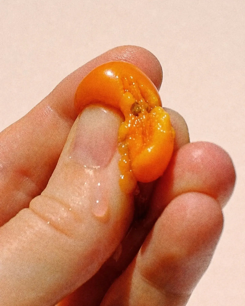 Sea buckthorn berry pinched open showing its vitamin C rich flesh and juice, Human Renaissance