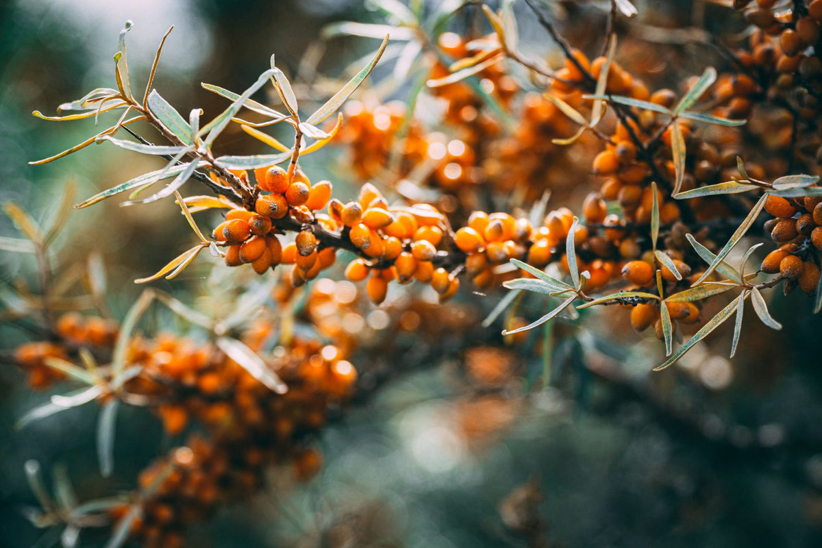 Which Compounds in Sea Buckthorn Are Being Studied for Stem Cell Research