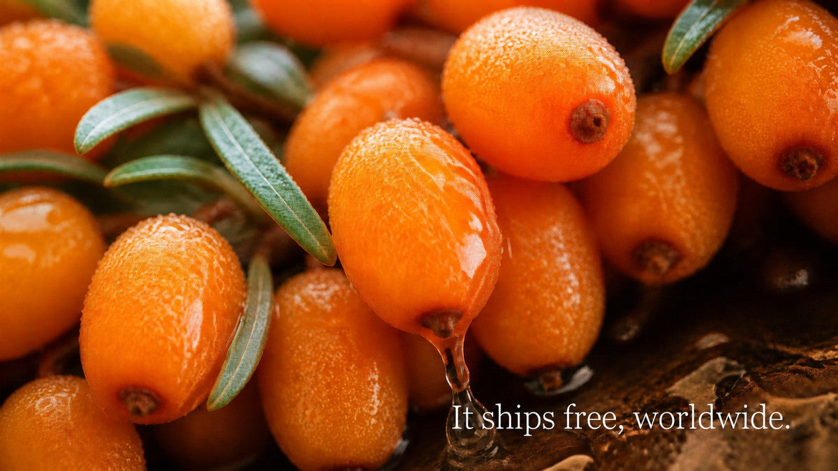 Fine cold condensation beading on the skin of chilled sea buckthorn berries