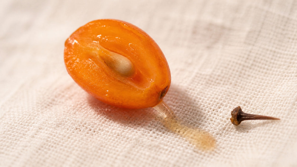 A halved sea buckthorn berry releases a clear ribbon of juice across warm cream linen.