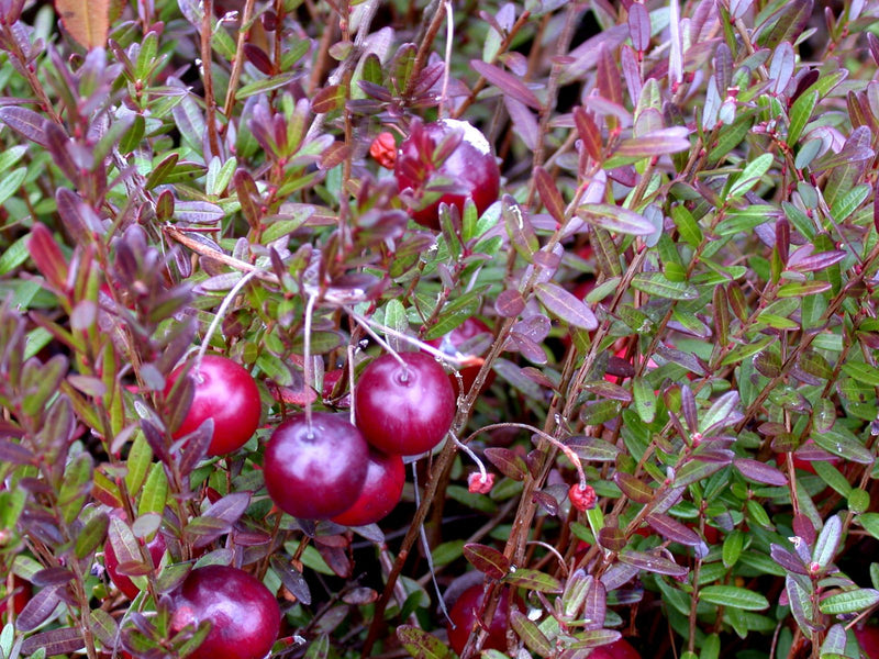 Ripe cranberries on the vine