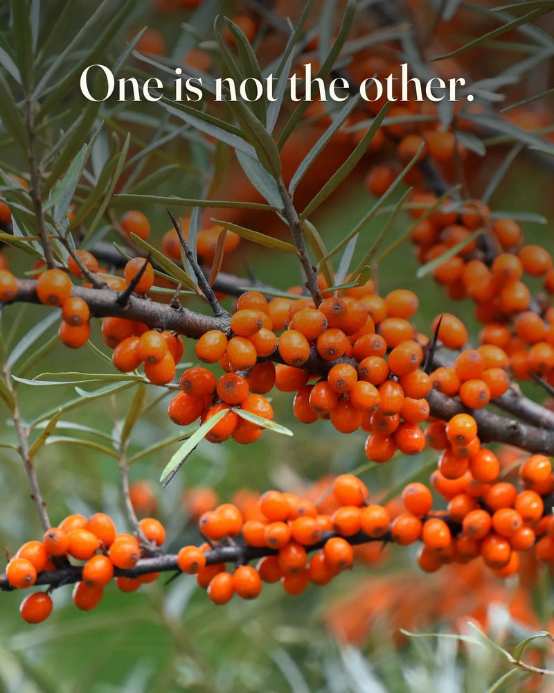 Sea buckthorn berries on the branch beside a Human Renaissance pouch, illustrating the sea buckthorn versus fish oil comparison