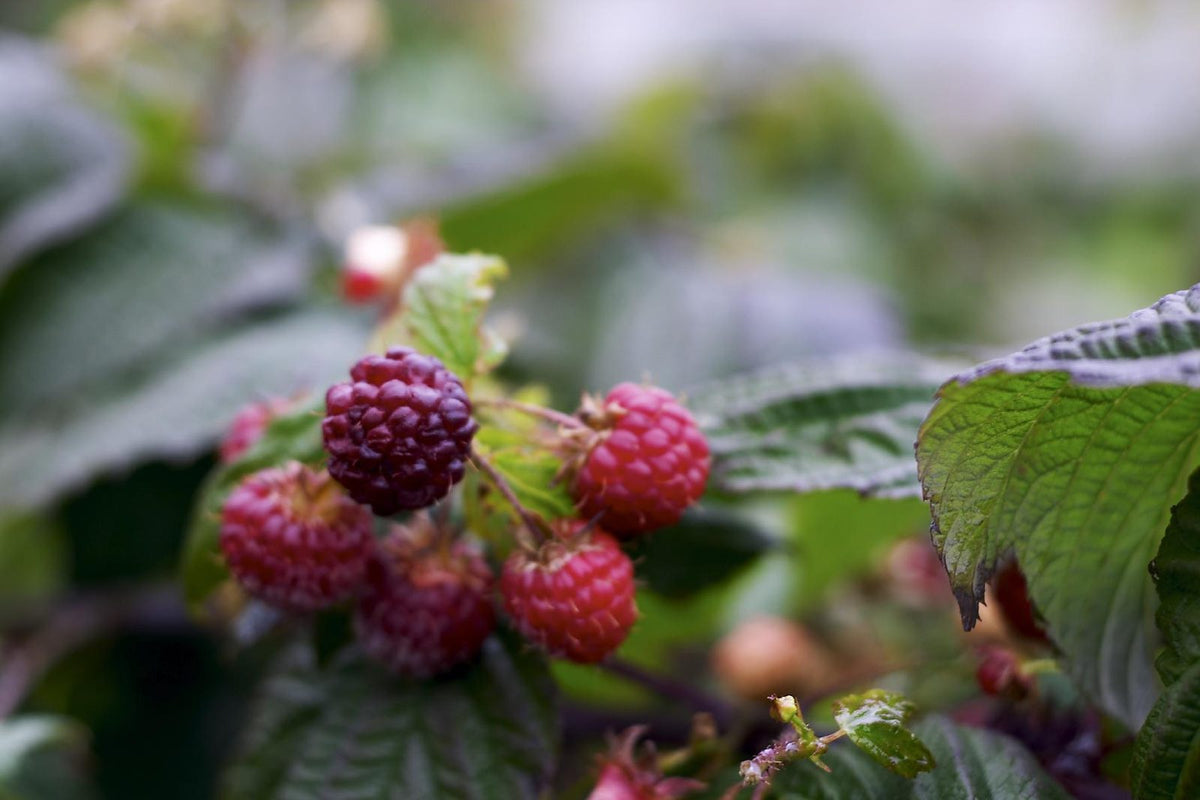 Fresh raspberries with visible hollow-core drupelets on the cane
