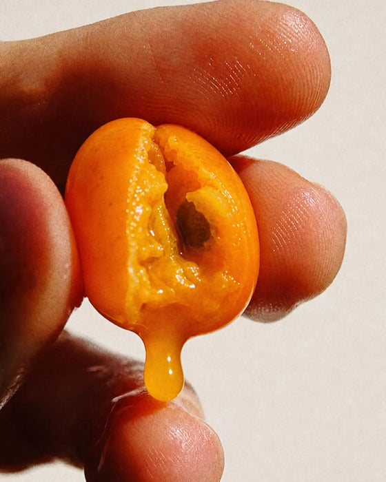 Sea buckthorn berry being squeezed, real fruit puree dripping, Human Renaissance