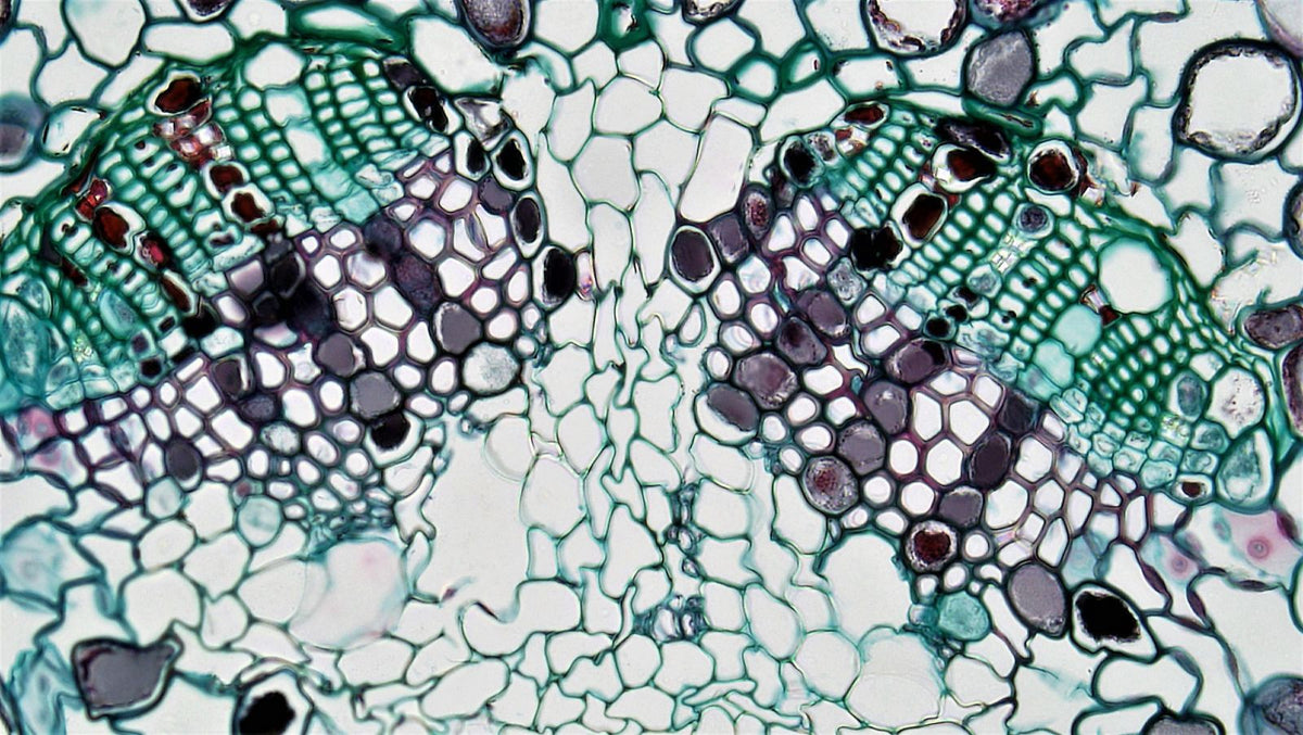 Why Your Stem Cells Decline as You Age
