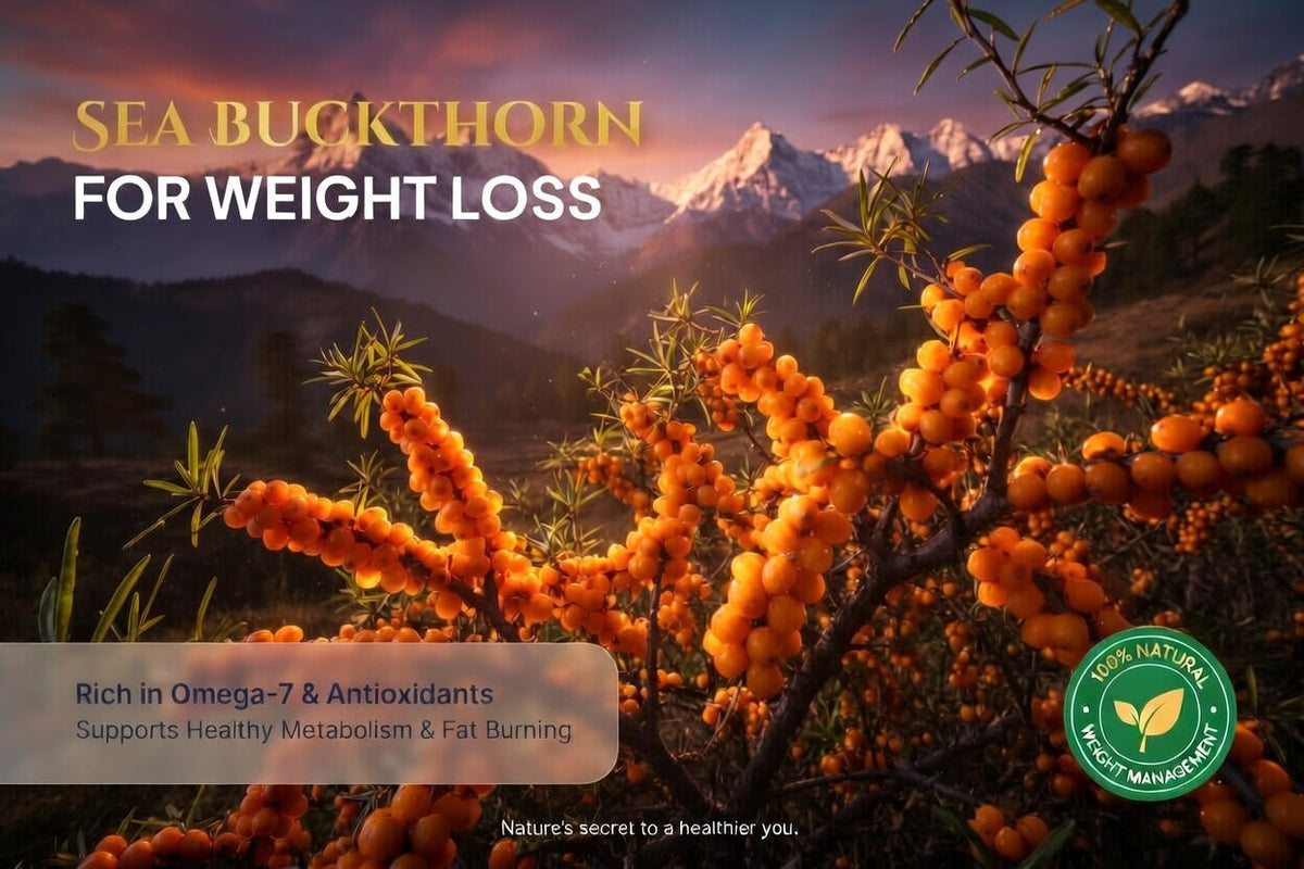 An orange-berried sea buckthorn branch in the foreground of a mountainous landscape at sunset, with text reading "Sea Buckthorn for Weight Loss" and "Rich in Omega-7 & Antioxidants.