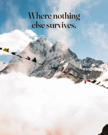 Himalayan mountain peaks above the clouds with prayer flags, showing where sea buckthorn grows