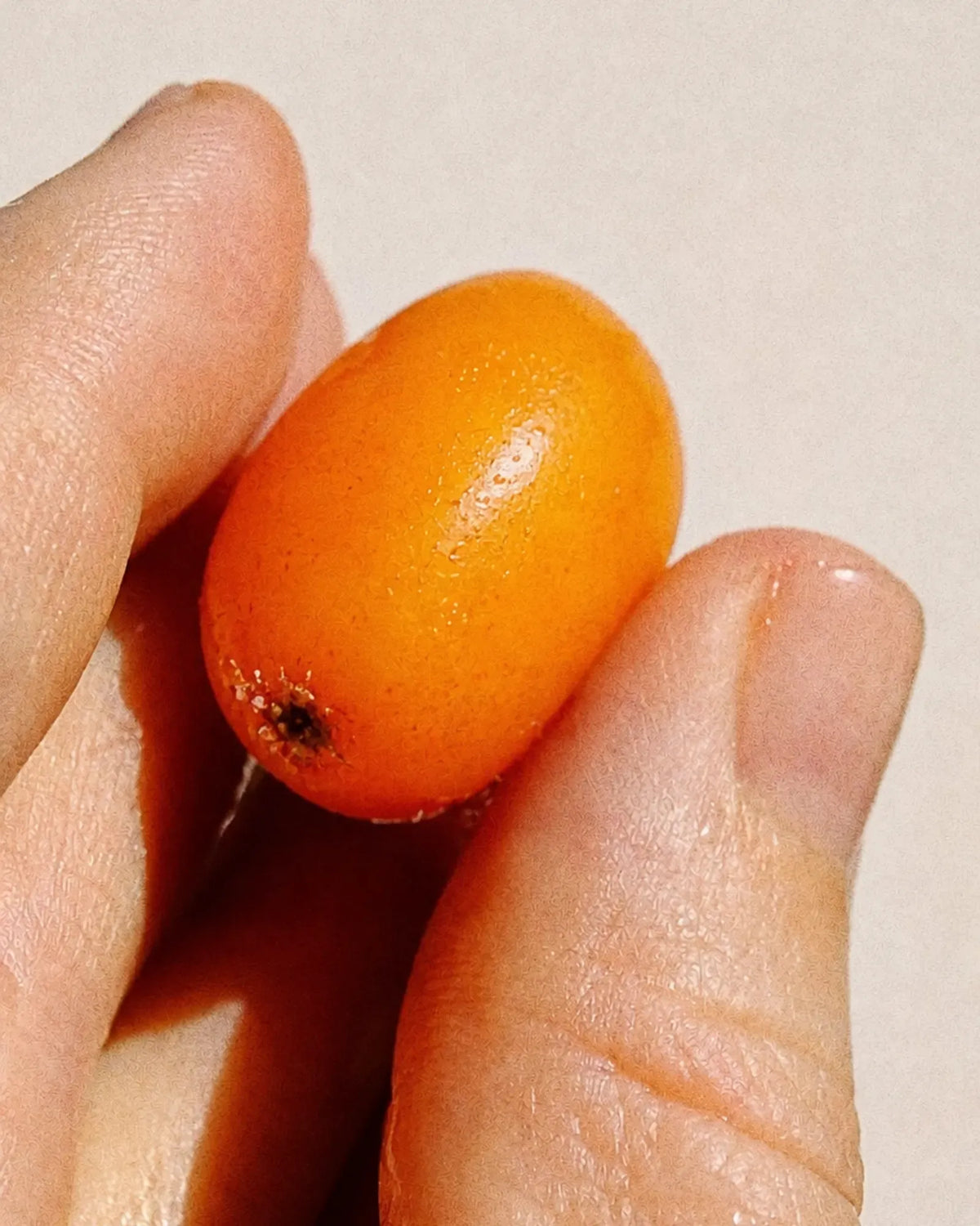 A single whole sea buckthorn berry held between two fingers, macro photo, Human Renaissance