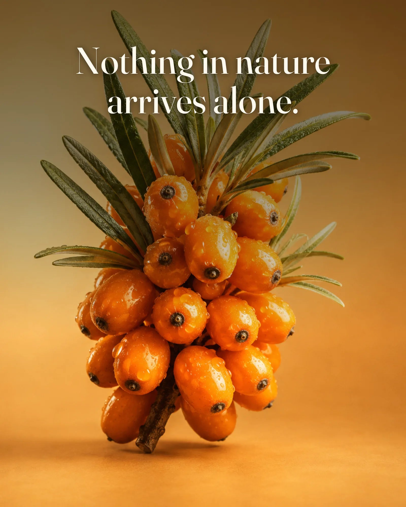 A whole cluster of sea buckthorn berries with leaves, symbolizing whole food versus isolated compounds