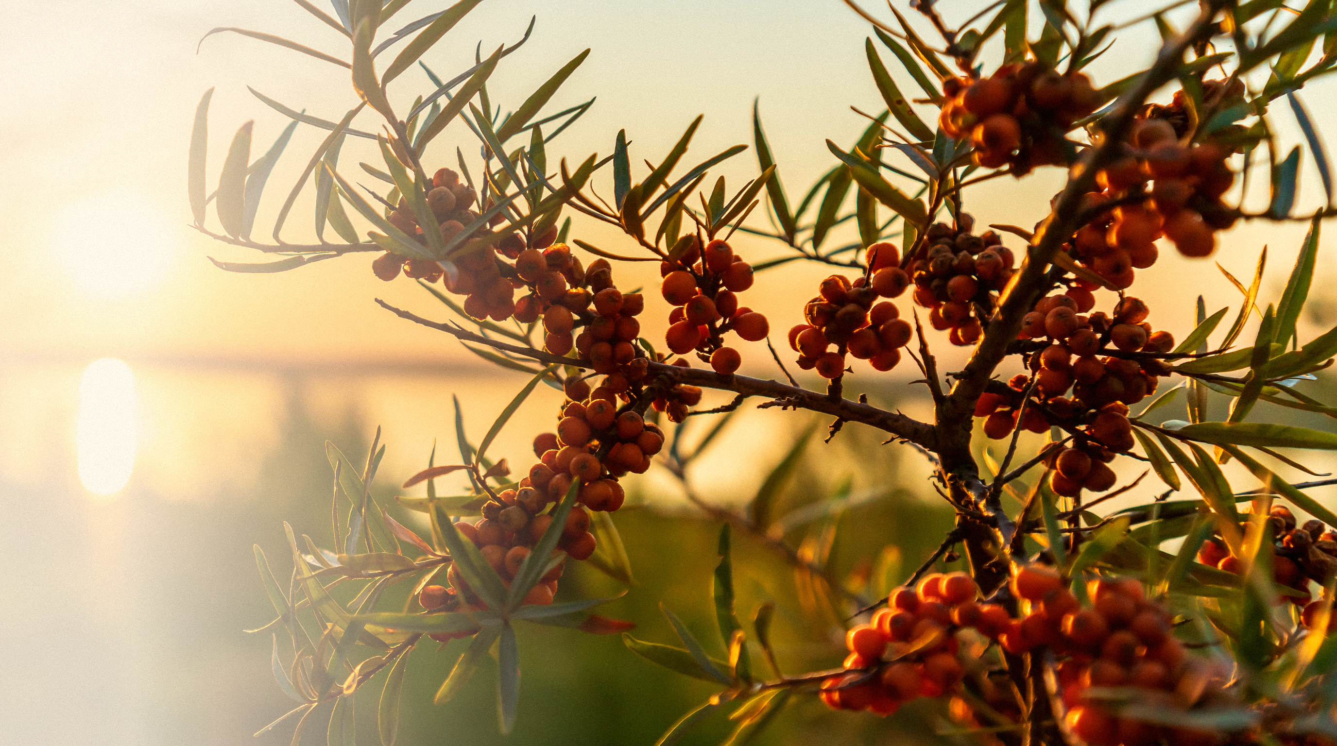 Sea buckthorn research hero