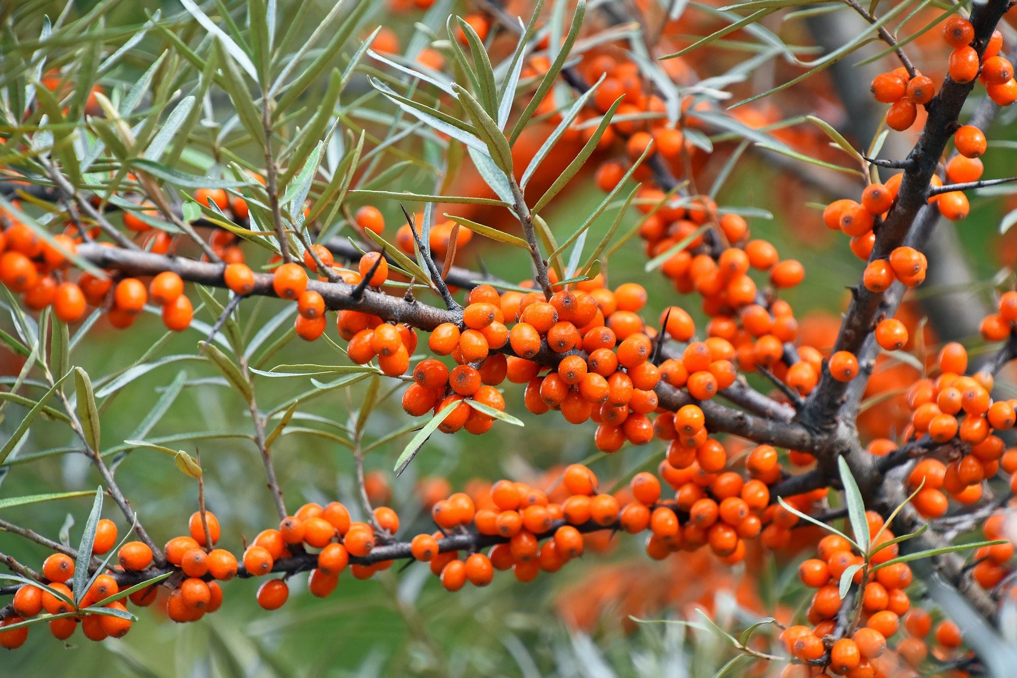 Wild sea buckthorn berries
