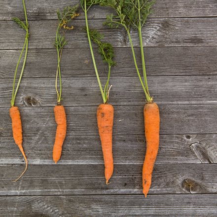 carrots