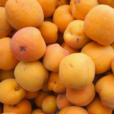 apricots