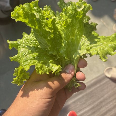 spinach