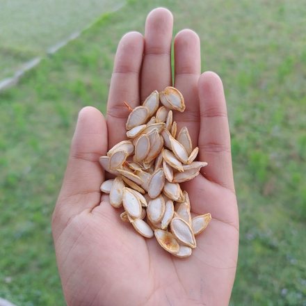 pumpkin seeds